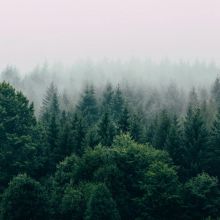 24" x 36" Foggy Forest Print